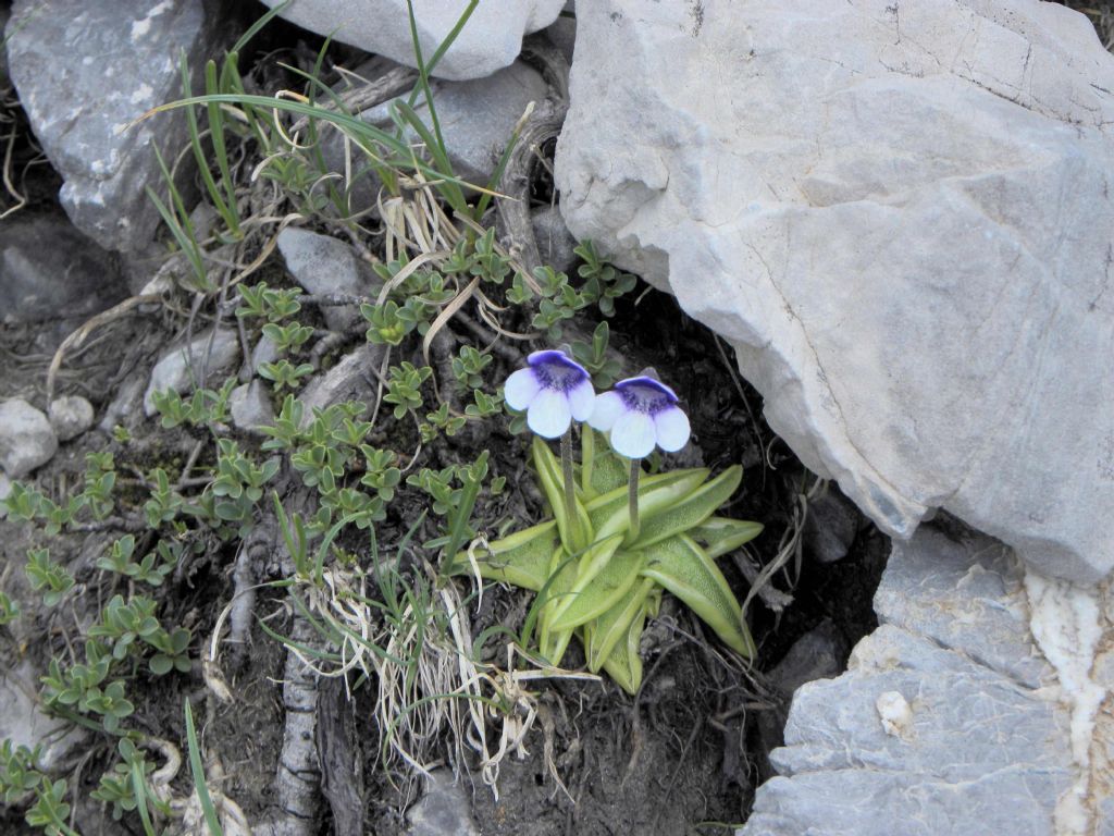 Pinguicula leptoceras / Erba unta bianco-maculata